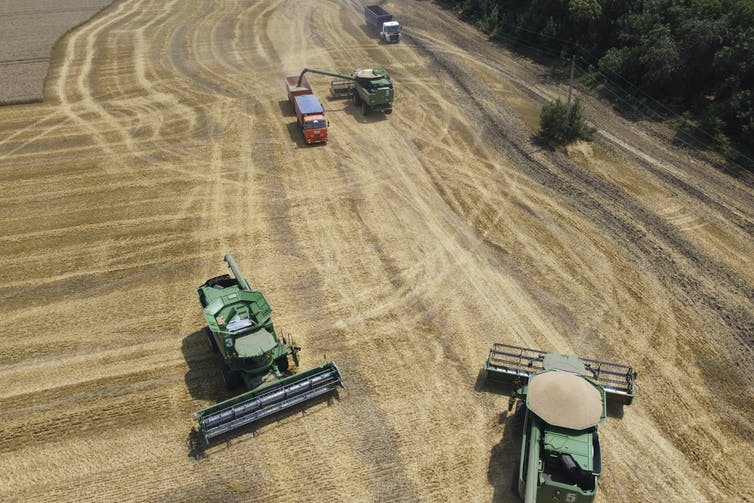 شوهد مزارعون يحصدون القمح بالحصادات في صورة جوية.